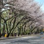 3월 30일 부산 벚꽃명소 해운대 달맞이길 산책 벚꽃만개 주차정보 교통상황