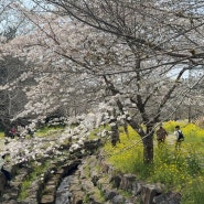 제주도 서귀포 대왕수천예래생태공원 벚꽃 유채꽃 개화상황 1회축제