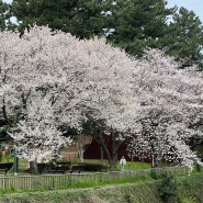 2024 제주도 벚꽃 개화시기 실시간 전농로 왕벚꽃축제 한라수목원 수운근린공원 스냅사진 가볼만한곳
