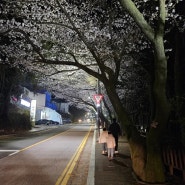 부산 벚꽃 명소 해운대 달맞이길 개화 상황, 주차장