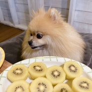 강아지 키위 과일 먹어도 되는 강아지 골드키위