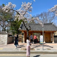 경주 실시간 벚꽃 현황(3월30일 10시경 사진)
