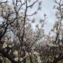 인천 벚꽃 명소 중앙공원 개화 시기 곧 터집니다.