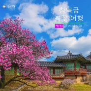 서울 봄꽃 여행-창덕궁 홍매화가 있는 풍경
