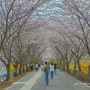 여수 가볼만한곳 봄 여행 돌산 승월마을 벚꽃 축제