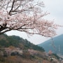 (지금, 남해어때?) 남해 노량공원, 왕지벚꽃길 벚꽃 현황을 알려드려요