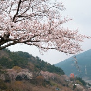 (지금, 남해어때?) 남해 노량공원, 왕지벚꽃길 벚꽃 현황을 알려드려요