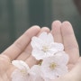 2024년 벚꽃 개화 상태 - 인천 아라뱃길 매화 동산, 반포/합정 한강 공원 (3월 말)
