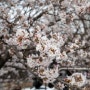 [전북여행] 2024.03.30 남원요천벚꽃길 실시간 벚꽃개화 상황, 광한루원 앞