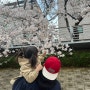 2024 울산 벚꽃놀이 명소 궁거랑 벚꽃 한마당 축제