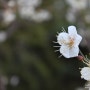 [꽃] 봄의 전령사 매화꽃의 아름다움을 알아볼까요?