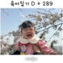 토룡s 육아일기 D+289 , 9개월 아기 생애 첫 벚꽃