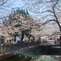 2024 진해군항제 3월 29일 벚꽃 후기