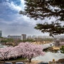 대전 카이스트 목련 수양 벚꽃 구경 개화 만개 시기
