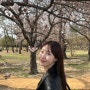 2024 경주 벚꽃 축제 실시간 3/30 :: 대릉원 돌담길, 첨성대, 동궁과 월지