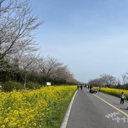 2024 서귀포유채꽃축제 주차 녹산로 벚꽃