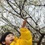 일산 호수공원 벚꽃, 목련, 매화, 산수유 실시간 개화 시기