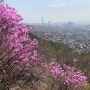 봄마중, 응봉산 개나리, 용마산 진달래