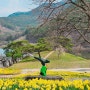 전남 구례 지리산치즈랜드 수선화, 노란 봄 꽃구경 아이와 가볼만한곳