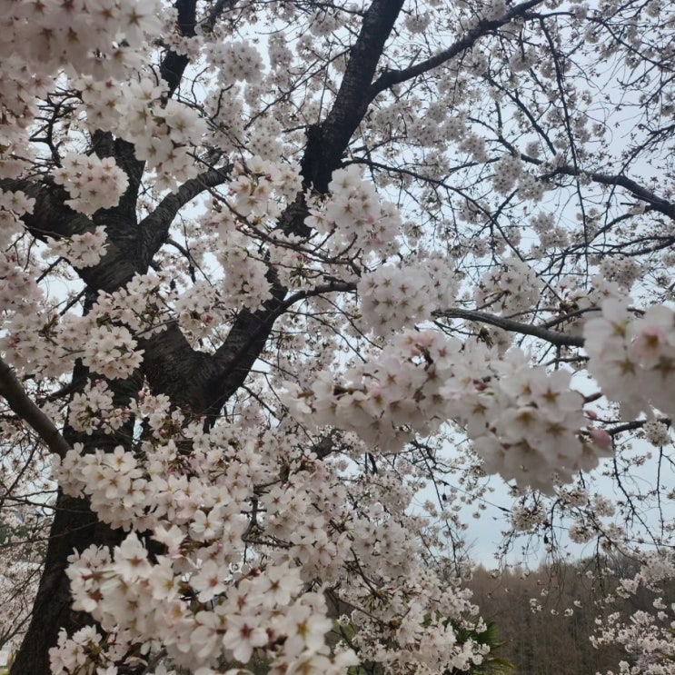 벚꽃놀이  창원대 소봉지