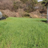 열대 둥근마 밭 양분이 될 녹비작물 호밀이 초록 초록하다