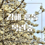 김해 흥동 목련숲 꽂구경 하러간날 | 위치 주차장 후기 | 목련꽃말