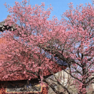 서울 봄나들이 매화꽃을 볼 수 있는 명소 봉은사
