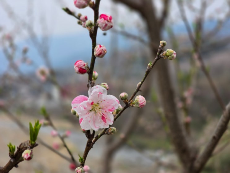 3/27-28 하동여행(하동케이블카, 화개장터 벚꽃길 드라이브)