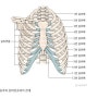 갈비뼈 골절 / 3번 갈비뼈 / 골절