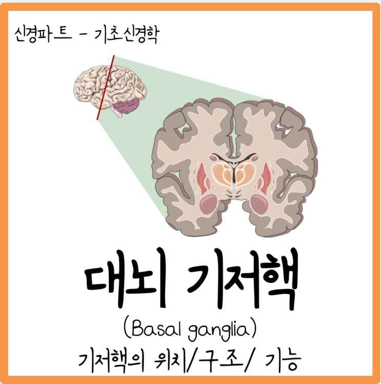 [대뇌 기저핵(Basal ganglia)] 간단히 이해하기 : 네이버 블로그