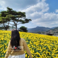 [전남/구례] 지리산치즈랜드 : 수선화명소 양풀먹이기 4월꽃구경