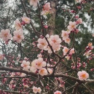3월4주, 신규는 벚꽃이 피길 기다려라.