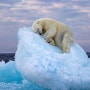 북극곰은 왜 환경을 나타내는 지표가 되었을까요?