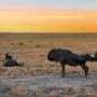 [아프리카 여행] 나미비아 에토샤 국립공원의 누우 / Wildebeest in the Namibia Etosha National Park