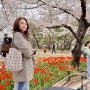 김해 연지공원 벚꽃 튤립 개화상태(24.03.31) 기준