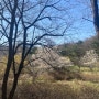 봄꽃주간, 인천 벚꽃명소 원적산 팔각정 등산 후기 (3월말 기준)