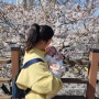 대구 벚꽃 명소 아기와 나들이 꽃보라동산 벚꽃놀이 (주말 주차 유모차)