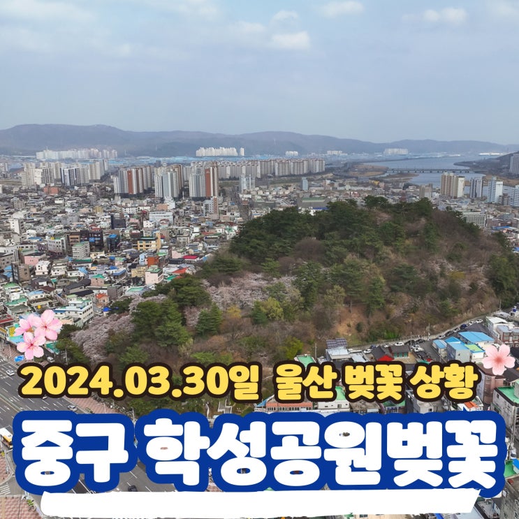 울산 중구 학성공원 및 장무공원 벚꽃 개화 상황 ( 2024.03....