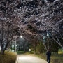 24. 03. 30 밤 벚꽃 산책 :: [정관신도시/구목정공원/좌광천]
