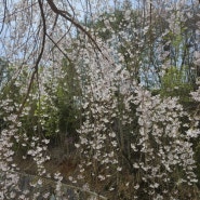 수양벚나무 - 하얀 꽃발을 드리우다.