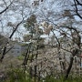 대전 벚꽃명소 테미공원 벚꽃 축제, 만개는 아니어도 예쁨