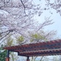 부산 숨겨진 벚꽃 명소 :: 남구 우룡산공원, 개화상황
