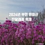 2024년 부천 원미산 진달래꽃 축제