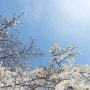 앞산 벚꽃 카페 아눅 앞산 주말 방문 후기