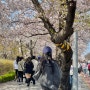 2024 여의도 벚꽃축제/봄꽃축제 다녀온 후기! (푸드트럭, 방문시기 추천)