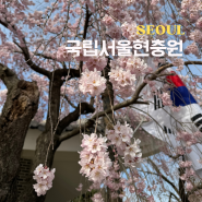 서울 벚꽃 명소 국립서울현충원 주차, 셔틀버스, 식당, 수양벚꽃