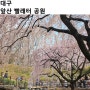 [대구/앞산] 대구 능수벚나무 명소, 앞산 빨래터 공원