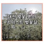 대전 벚꽃 명소 카이스트 벚꽃길 실시간