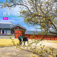 서울 봄꽃 여행-창경궁 창덕궁 실패한 출사 이야기