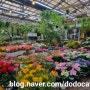 지금 양재 꽃시장은 봄기운으로 알록달록 화사합니다 :)